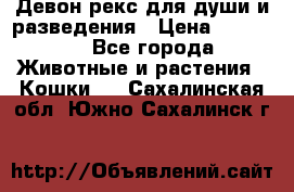 Девон рекс для души и разведения › Цена ­ 20 000 - Все города Животные и растения » Кошки   . Сахалинская обл.,Южно-Сахалинск г.